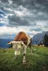 Bowing Cow Art Print