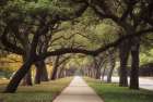 Alley of Live Oaks Art Print