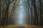 Moody Autumn Art Print