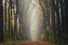 The Unknown Road Art Print
