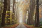 Autumnal Moodiness Art Print