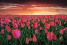 Tulip Field Sunset Art Print