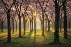 Cherry Trees in Morning Light I Art Print