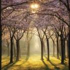 Cherry Trees in Morning Light II Art Print