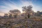 Spring Bushes at Sunrise Art Print