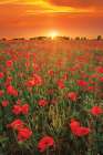 Poppies at Sunset Art Print