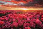 Tulip Magnificence Art Print