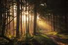 Light and Pines Art Print