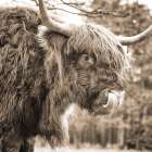 Highland Abe Art Print