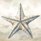 Cape Cod Starfish Art Print