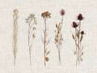 Pressed Flowers For You III Art Print