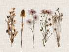 Pressed Flowers For You IV Art Print