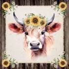 Sunflower Highland Art Print