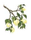 Squeeze the Day Botanical Print