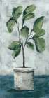 Fiddle Leaf Fig Botanical Print