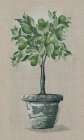 Lime Tree Botanical Print