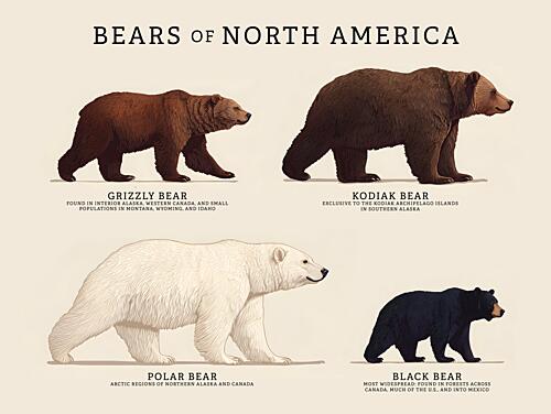 Bears of North America Art Print