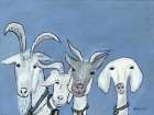 Goats Art Print