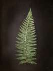 Fern on Black I Art Print