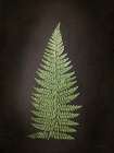 Fern on Black II Minimalist Print