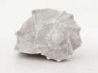 Vintage Conch Shells I Coastal Print