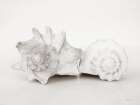 Vintage Conch Shells II Coastal Print