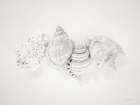 Vintage Nutmeg Shells Coastal Print