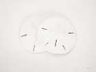 Vintage Sand Dollars Coastal Print