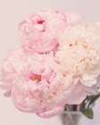 Petals of Promise I Art Print