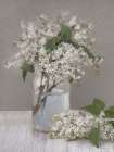 May Lilacs Art Print