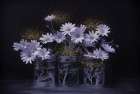 Moon Dust Daisies I Art Print