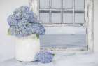 Hydrangeas by the Sea Art Print