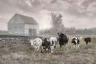 Misty Morning Moo Art Print