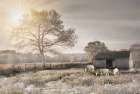Sheep in the Meadow Art Print