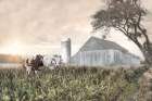 Cows in the Corn Art Print