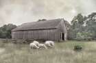 Sheep in the Meadow Art Print