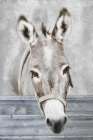 Sunny in the Barn Art Print
