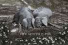 Happier Than Two Pigs in a Puddle Art Print
