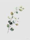 Eucalyptus Whisper Minimalist Print