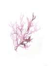 Coral Bliss Minimalist Print