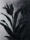 Shadow Botanica Art Print