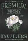 Peony Blubs Art Print