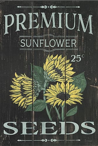 Sunflower Seeds Art Print
