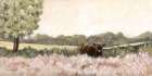 Highland in Summer Art Print