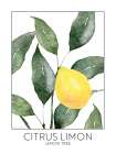 Lemon Tree Art Print