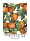 Orange Tree Art Print