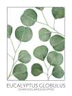 Silver Dollar Eucalyptus Art Print