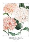 Hydrangea Art Print