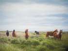 Free Spirit Horses Art Print