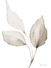 Neutral Simplicity Leaves 2 Art Print